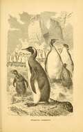 Image of penguins