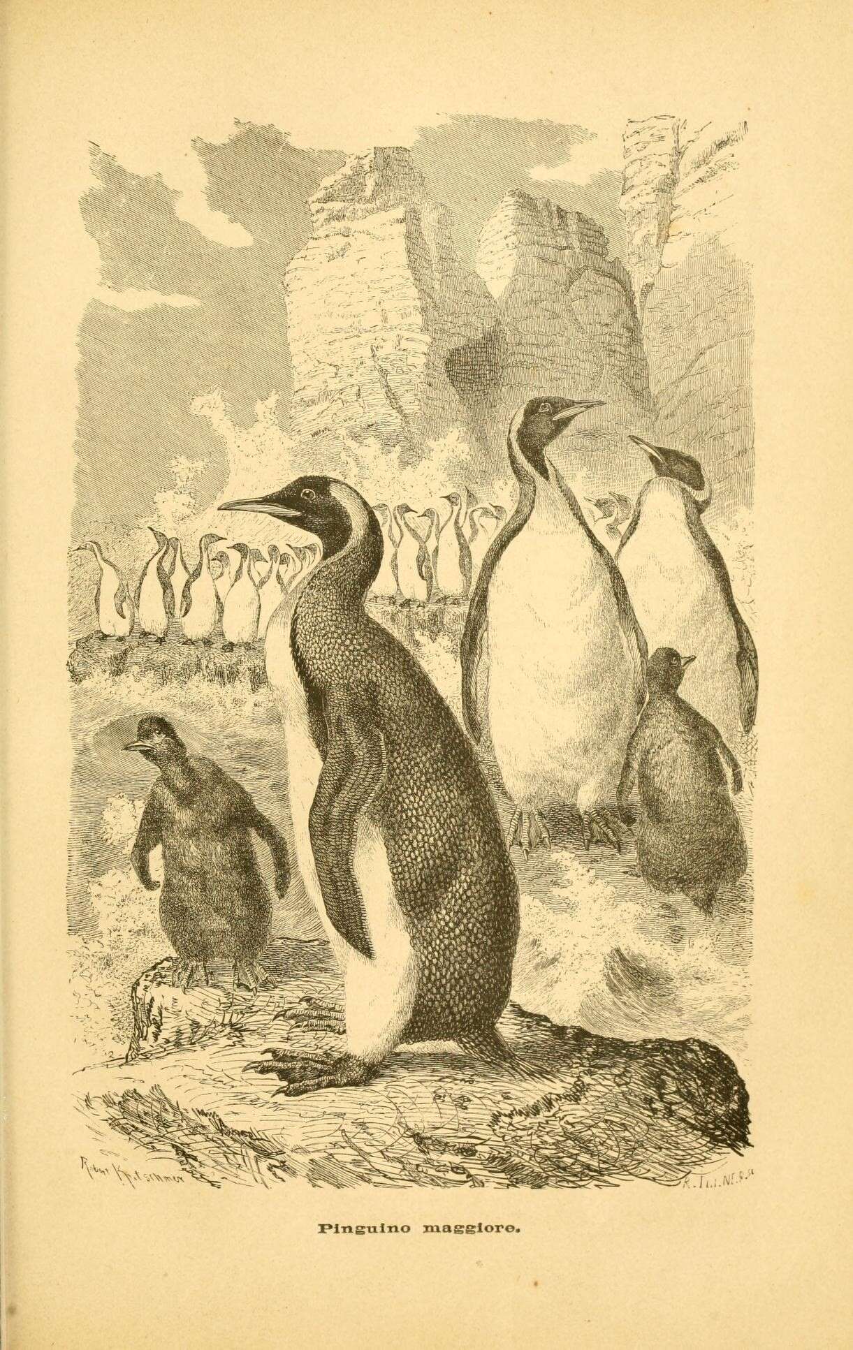 Image of penguins