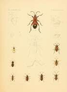Image of Harlequin bug