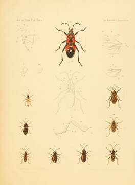 Image of Harlequin bug