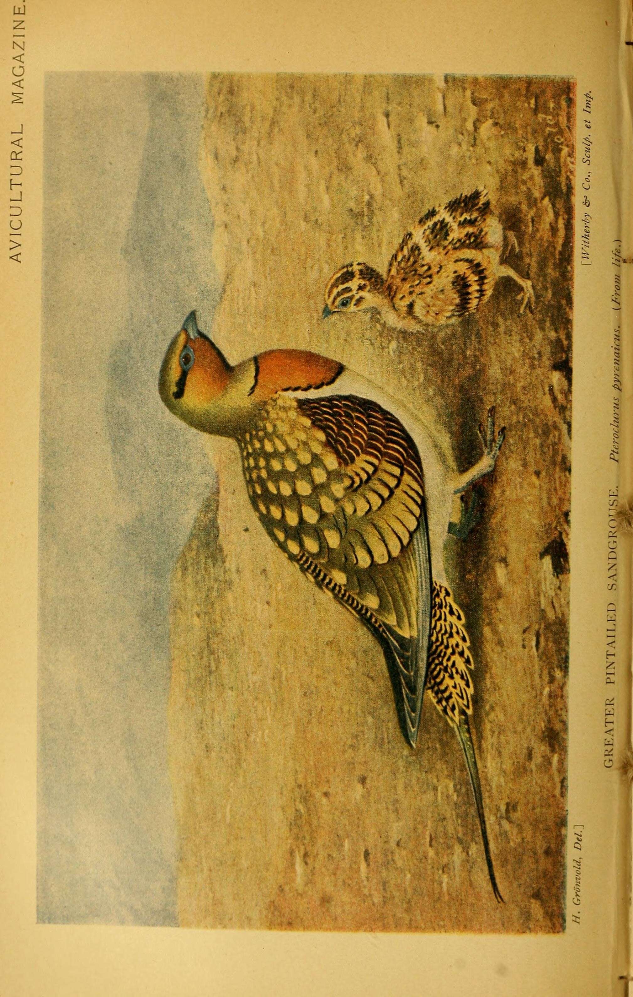 Image of Pin-tailed Sandgrouse