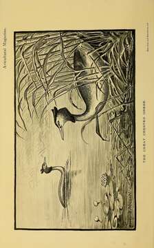 Image of Podiceps Latham 1787