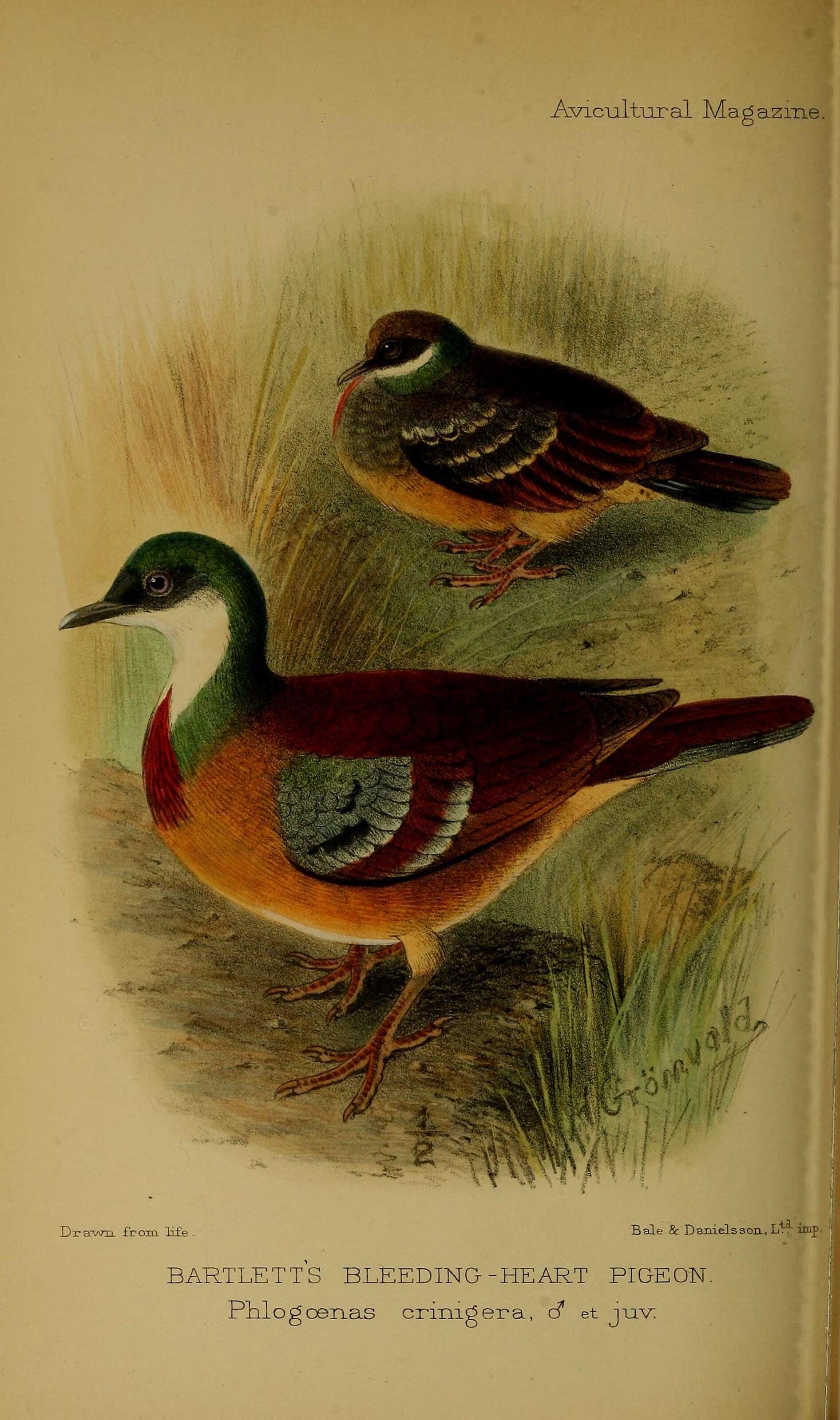 Image of Gallicolumba crinigera bartletti (Sclater & PL 1864)