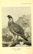 Image of Crimson Horned-pheasant