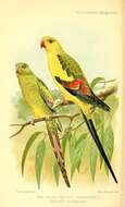 Image of Regent Parrot
