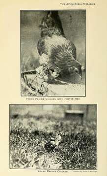 Image of Greater Prairie Chicken