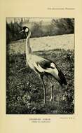 Image of Grey Crowned Crane