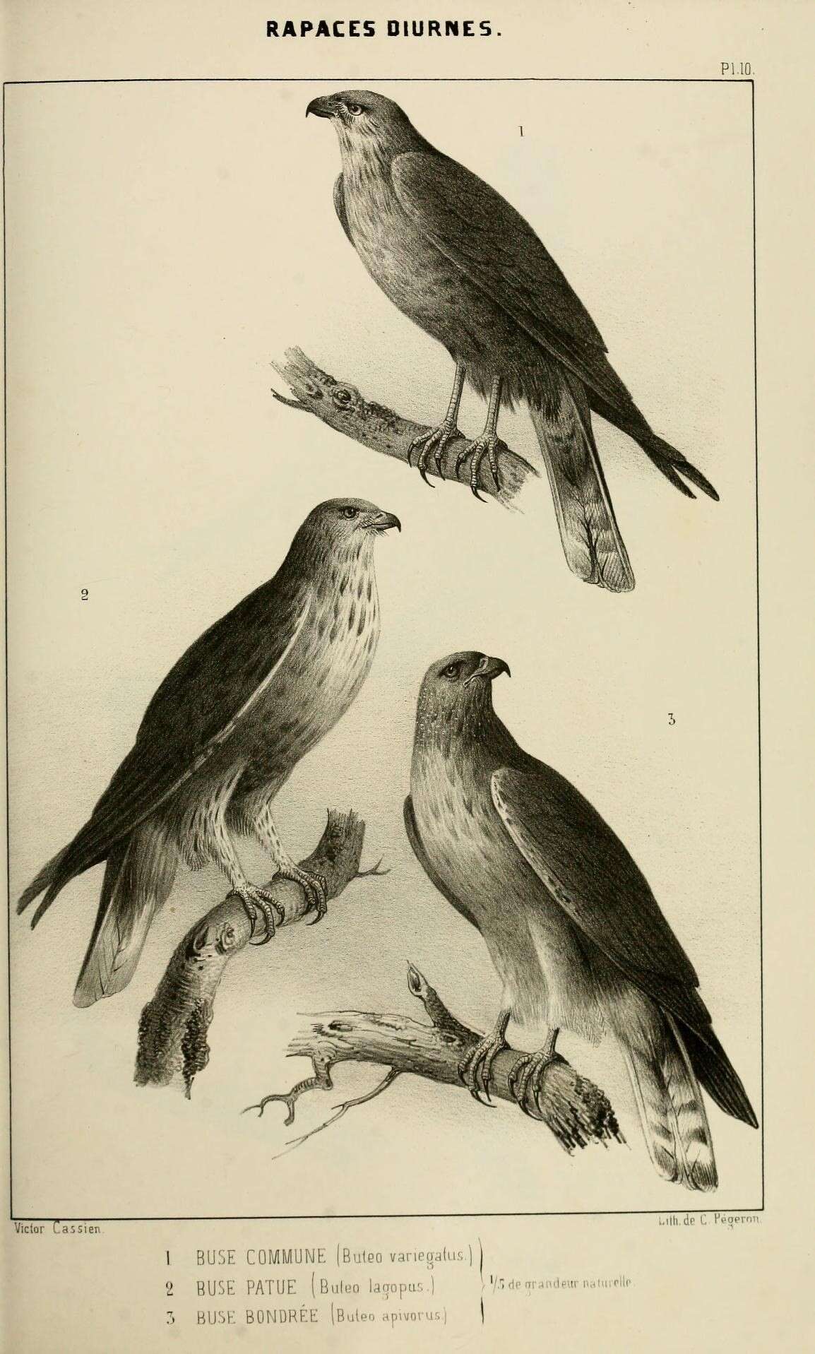 Image of Gray Hawk