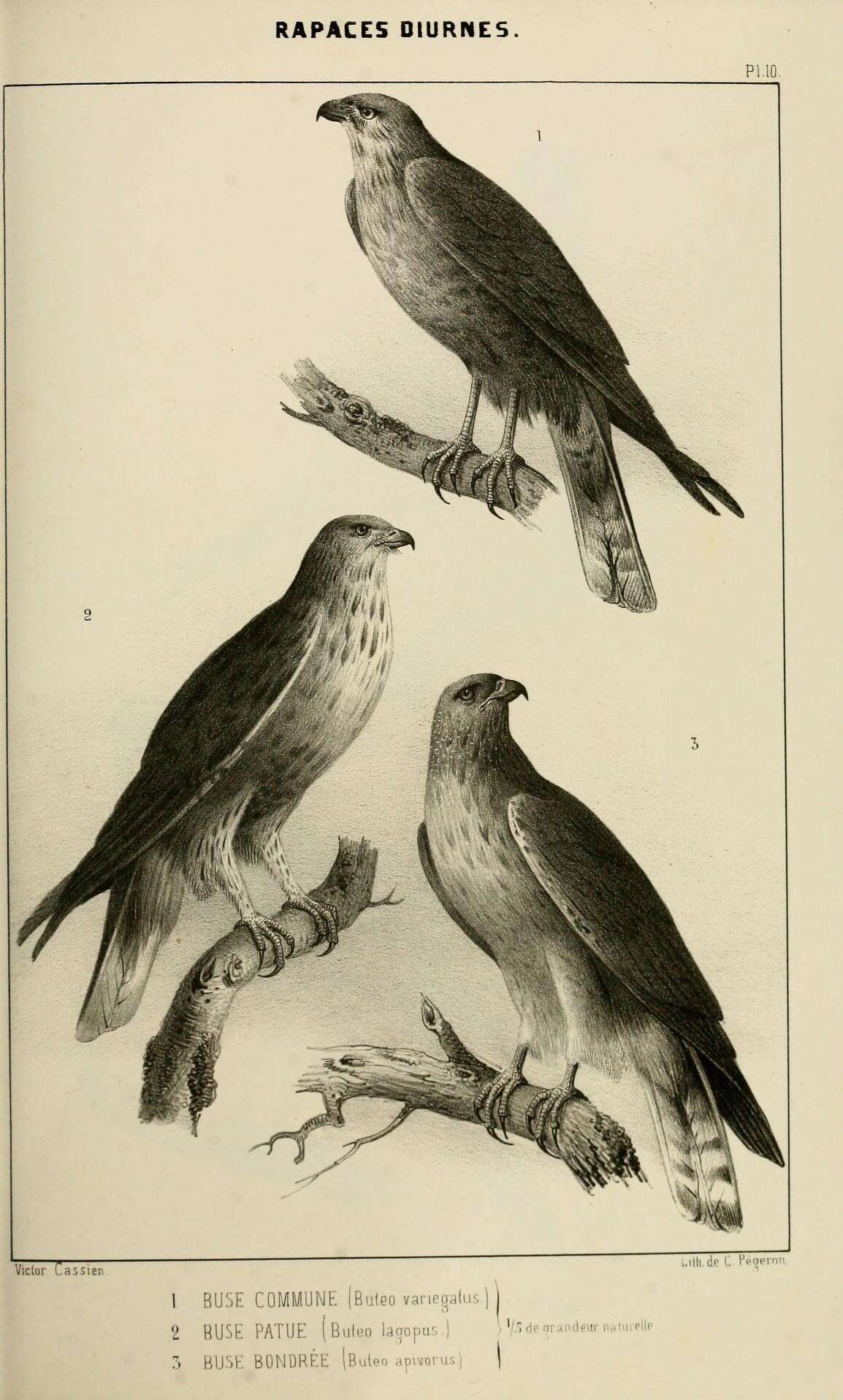 Buteo plagiatus (Schlegel 1862) resmi