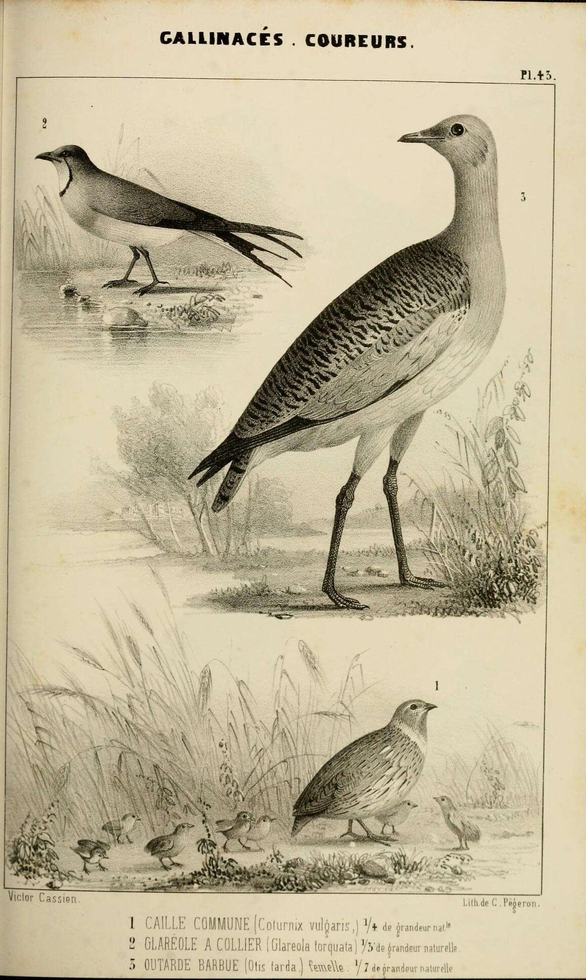 Image of Common Quail