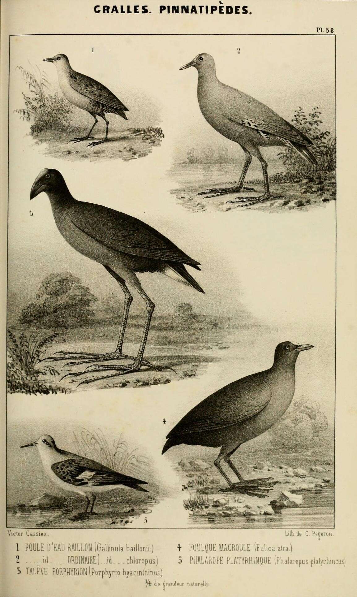 Image of Common Moorhen