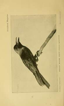 Imagem de Corvus splendens Vieillot 1817