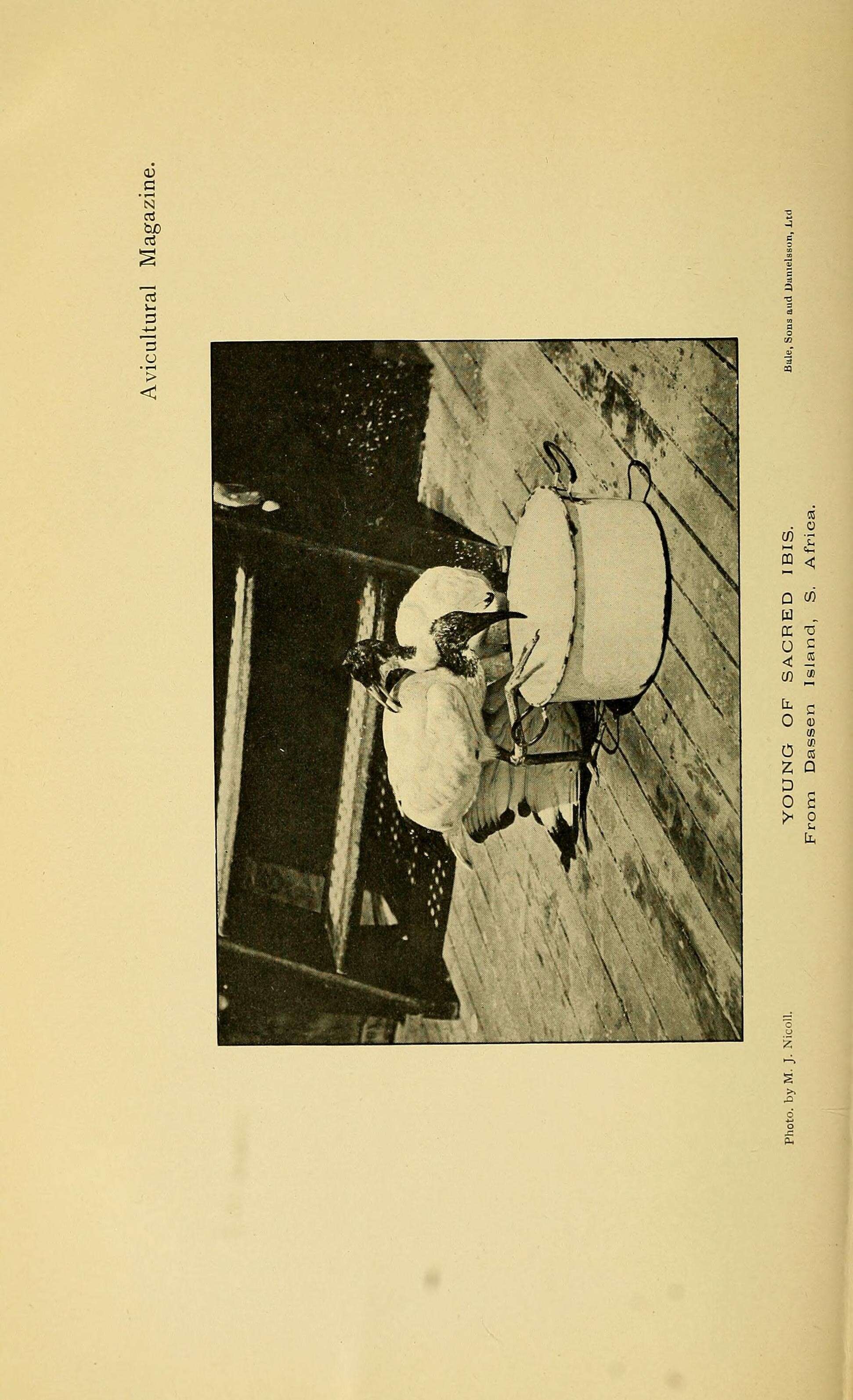 Image of ibises and spoonbills