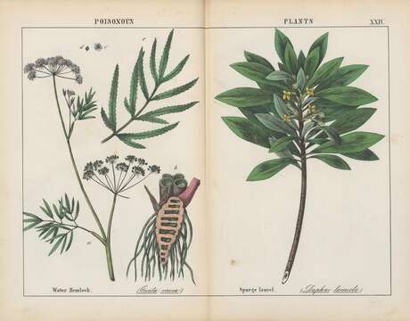 Image of European Waterhemlock