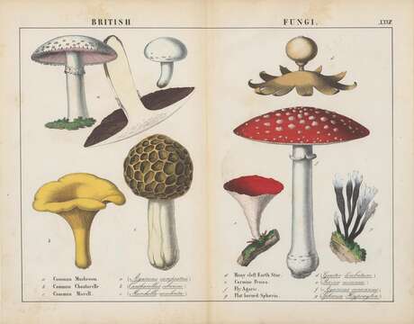 Image of Field Mushroom