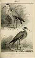 Image of Grey Heron