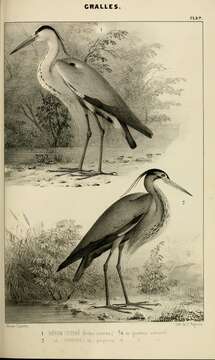 Image of Grey Heron