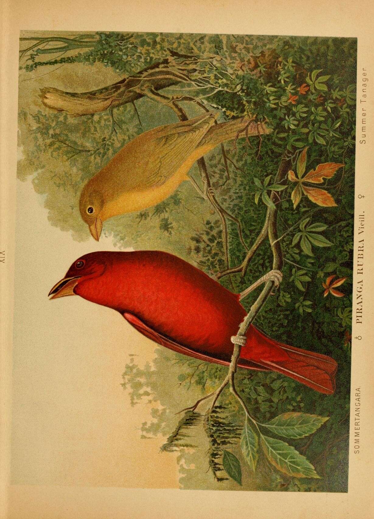 Слика од Piranga rubra (Linnaeus 1758)