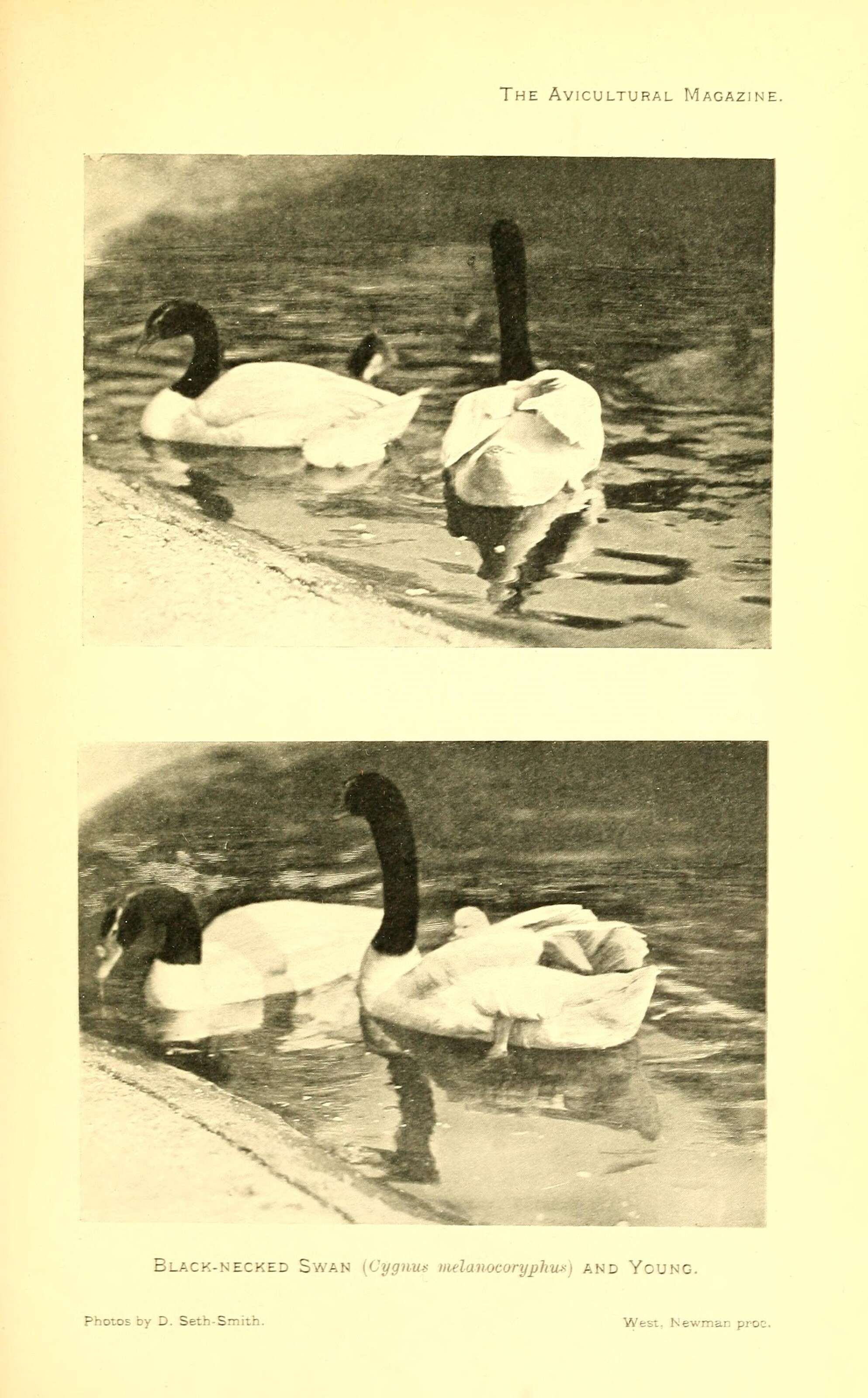 Image of Black-necked Swan