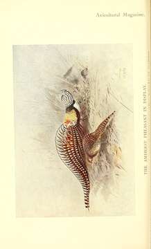 Image of Chrysolophus Gray & JE 1834