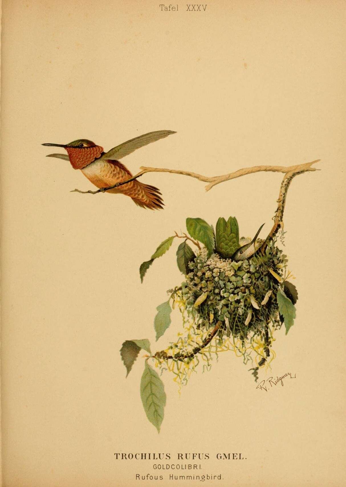 Image de Colibri roux