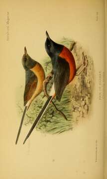 Image of White-rumped Shama