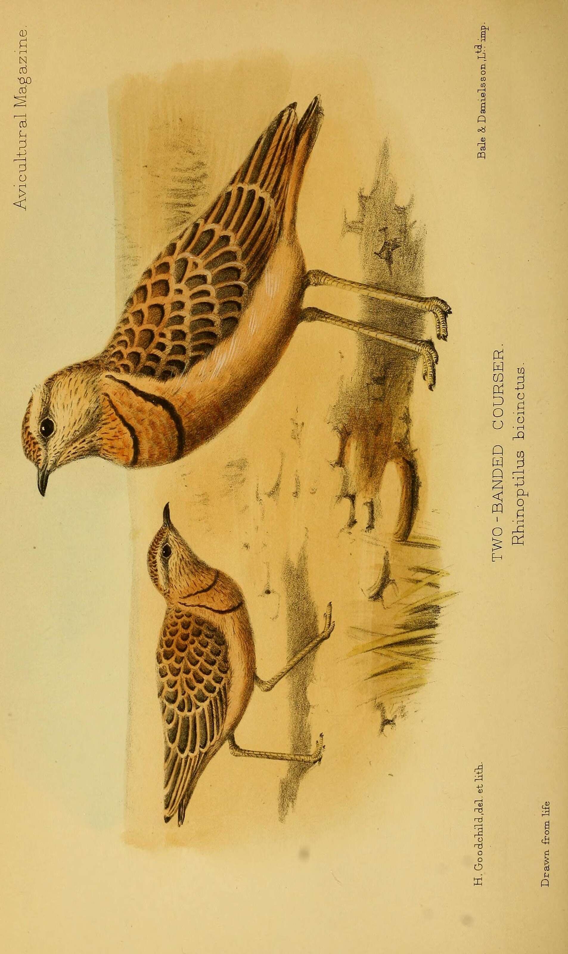 Слика од Rhinoptilus africanus (Temminck 1807)