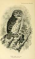 Image of Eurasian Pygmy Owl