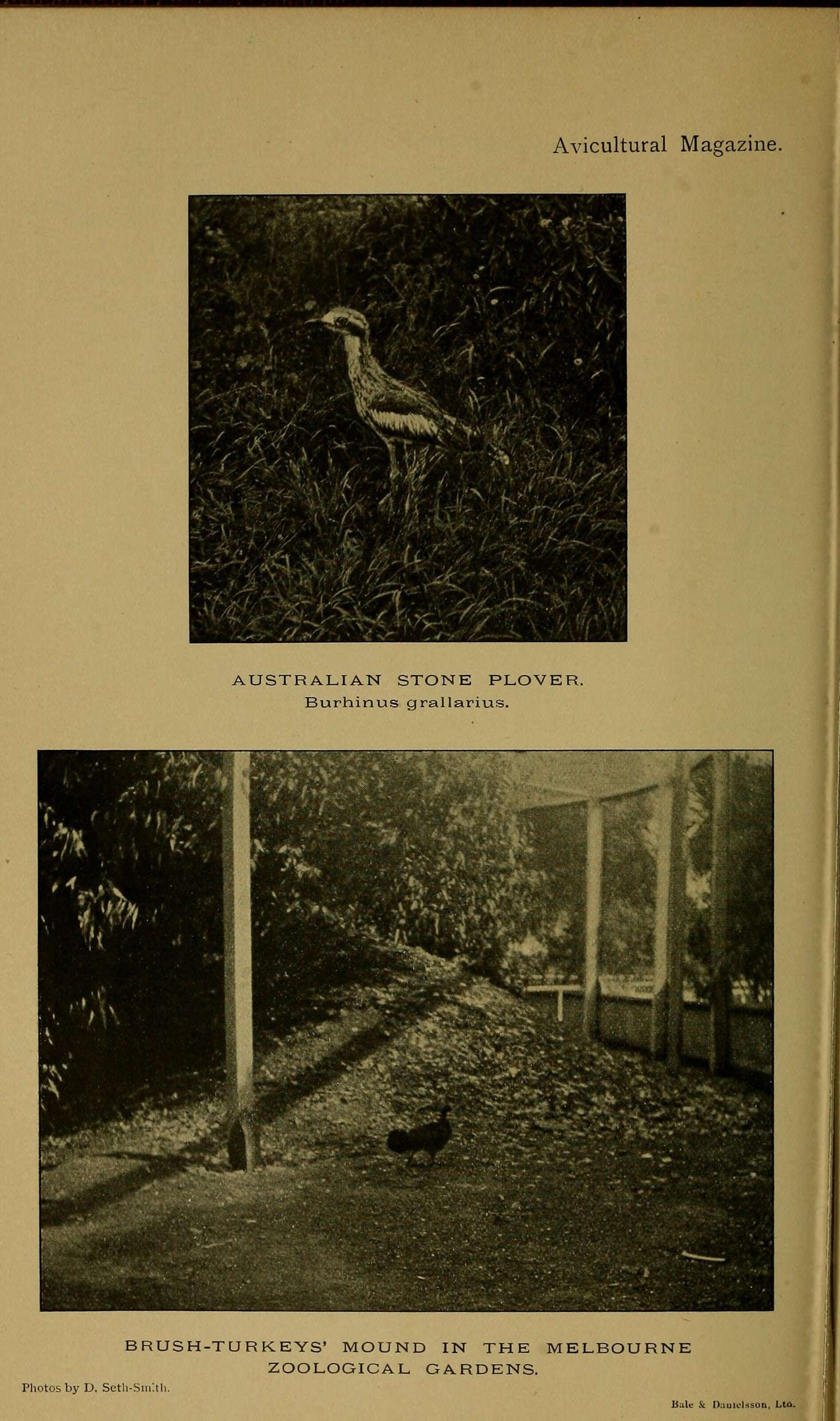 Image of Bush Stone-curlew