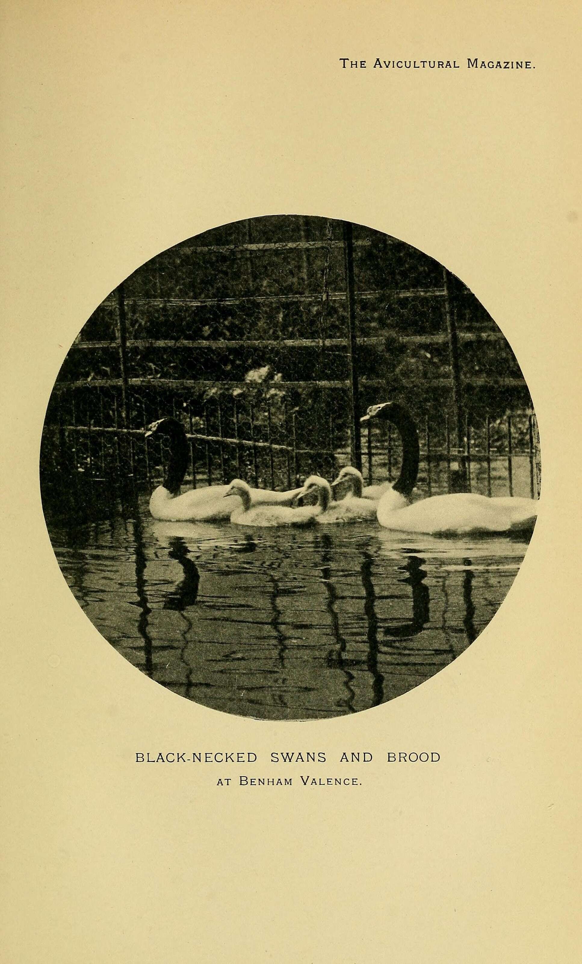 Image of Black-necked Swan