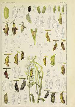 Image of brush-footed butterflies