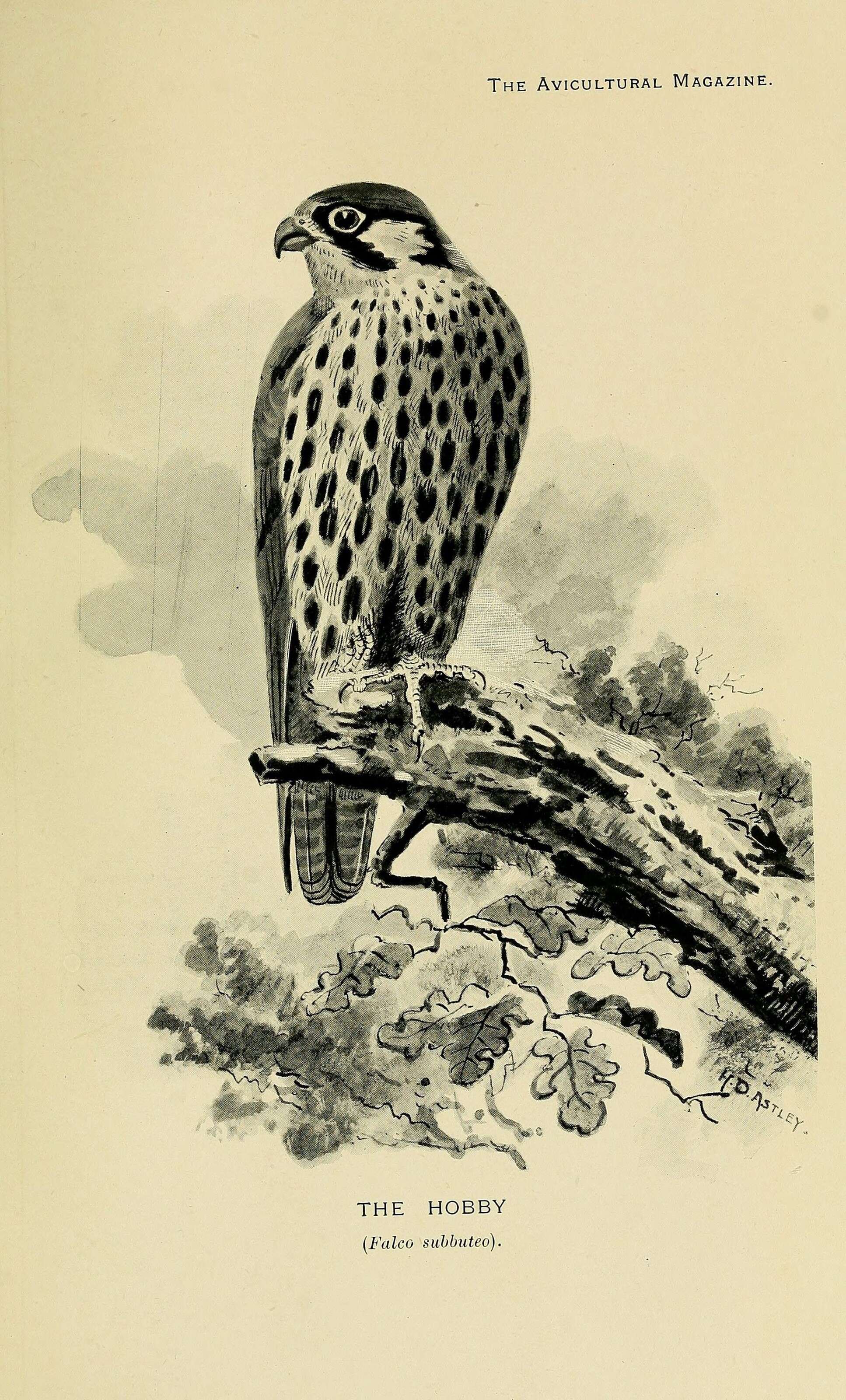 Image of Eurasian Hobby