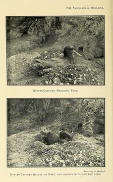 Image of oystercatcher, eurasian oystercatcher