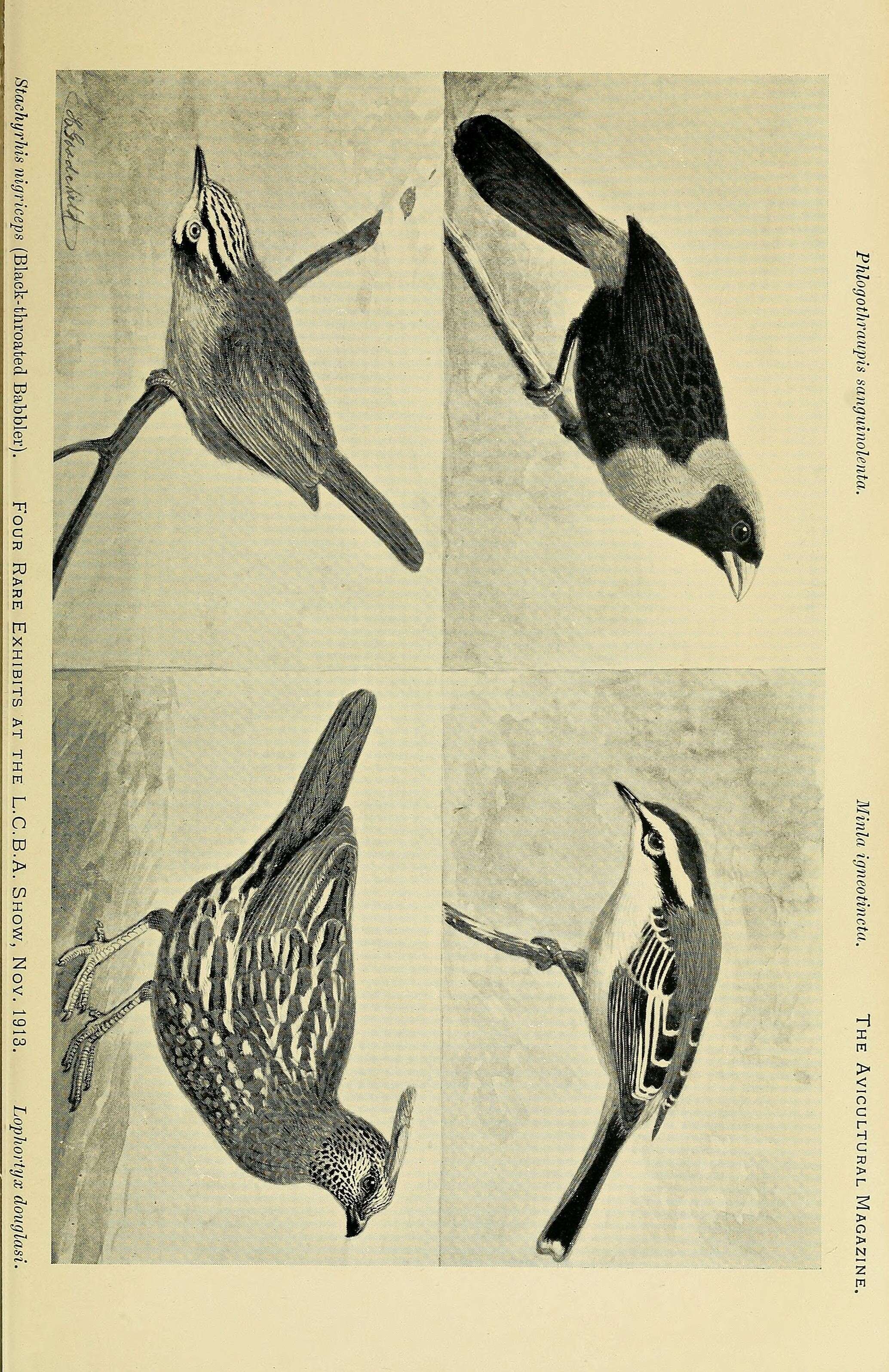 Stachyris nigricollis (Temminck 1836) resmi