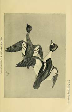 Image of Bucephala Baird & SF 1858