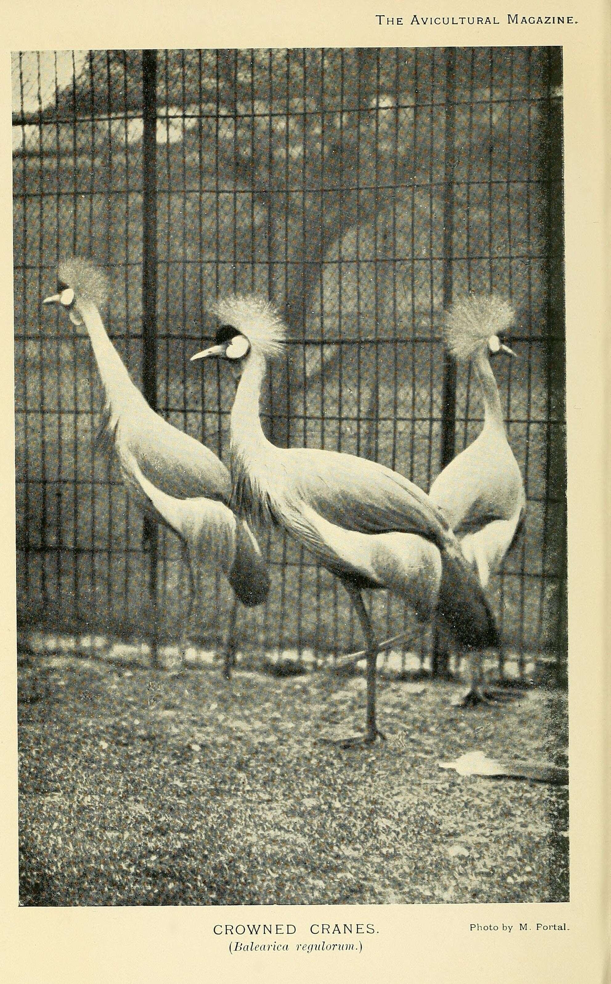 Image of Grey Crowned Crane