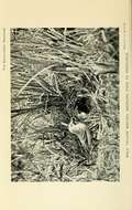 Image of Eastern Yellow Wagtail