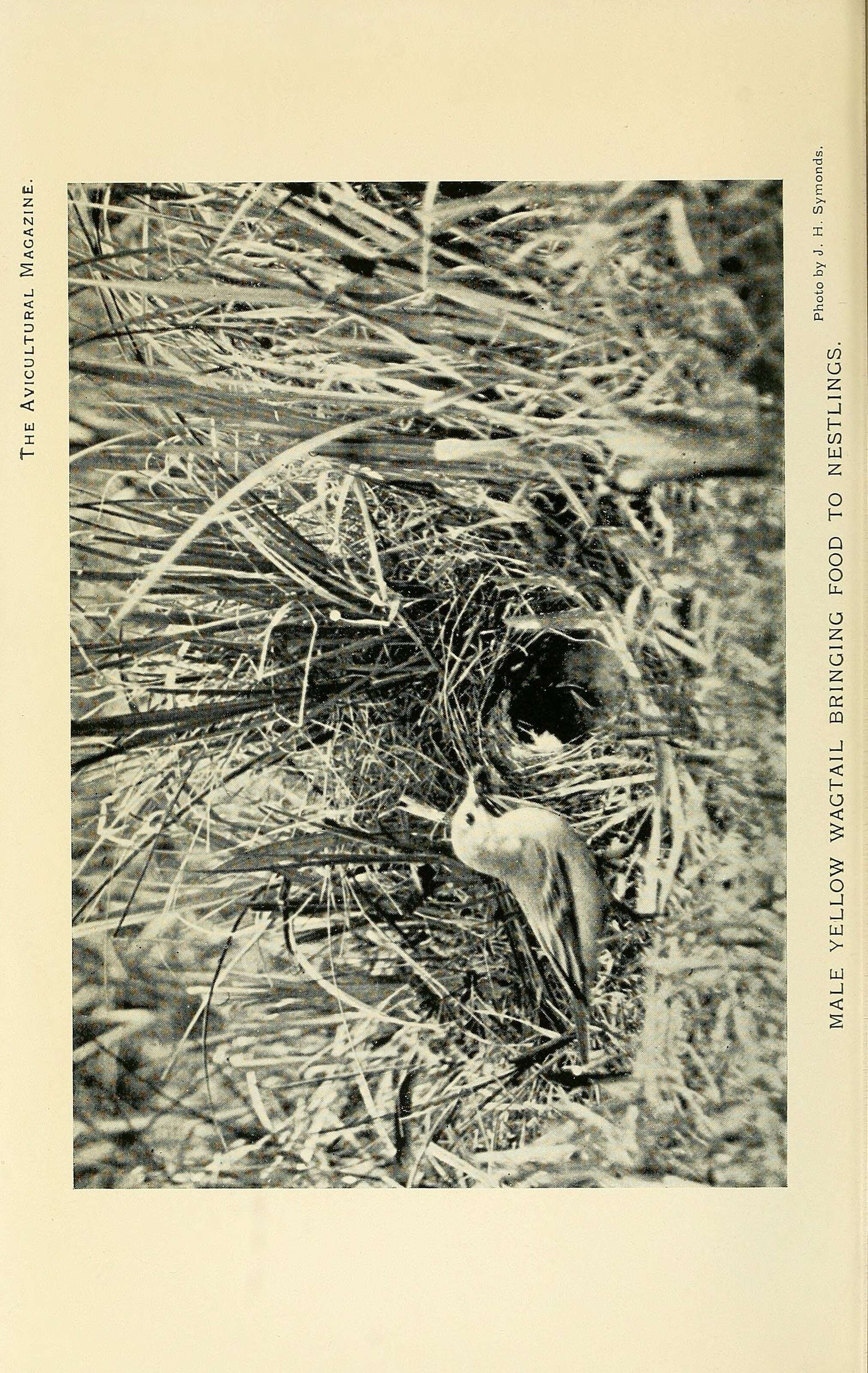 Image of Eastern Yellow Wagtail