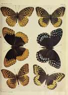 Image of Argynnis