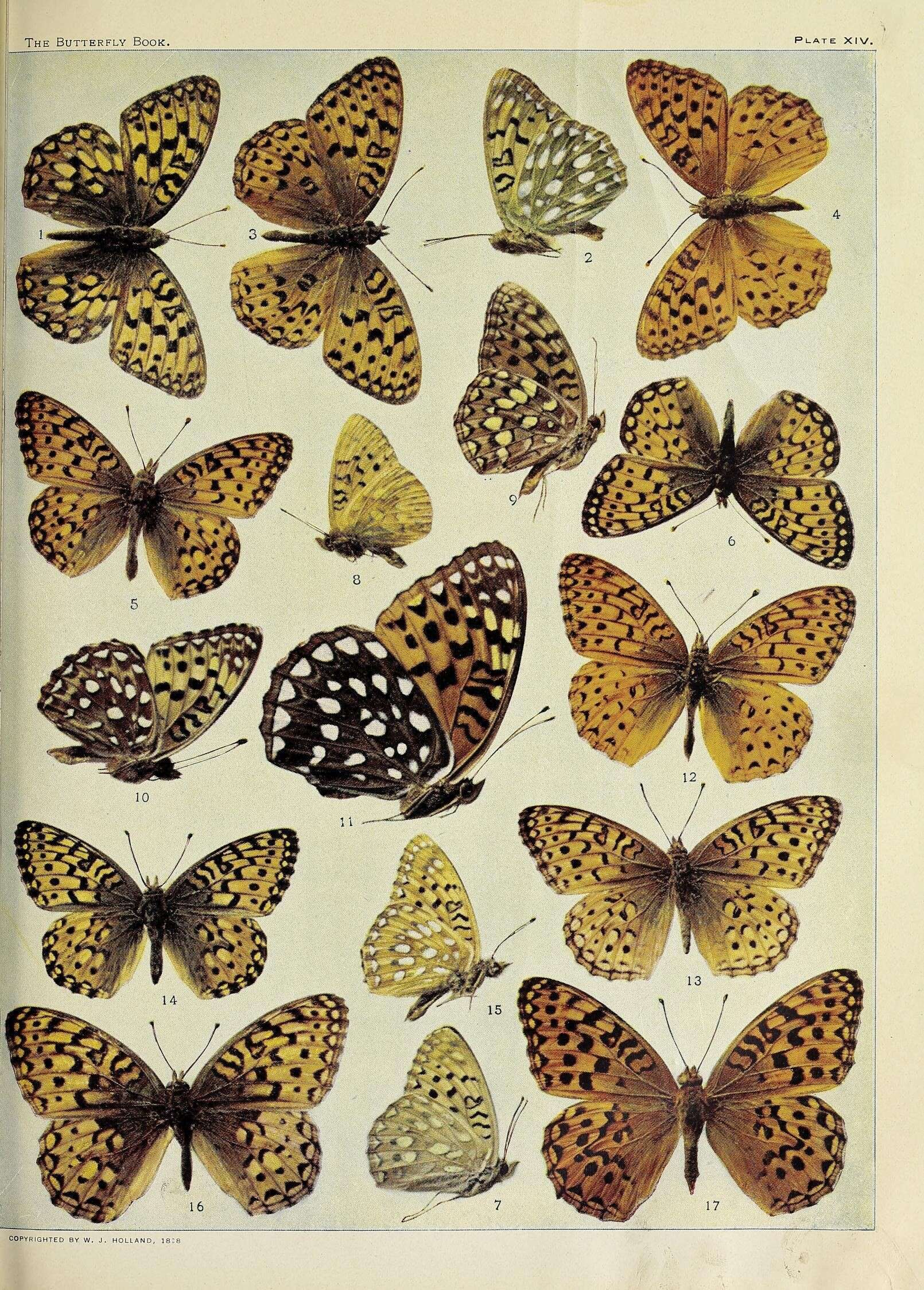 Image of Argynnis