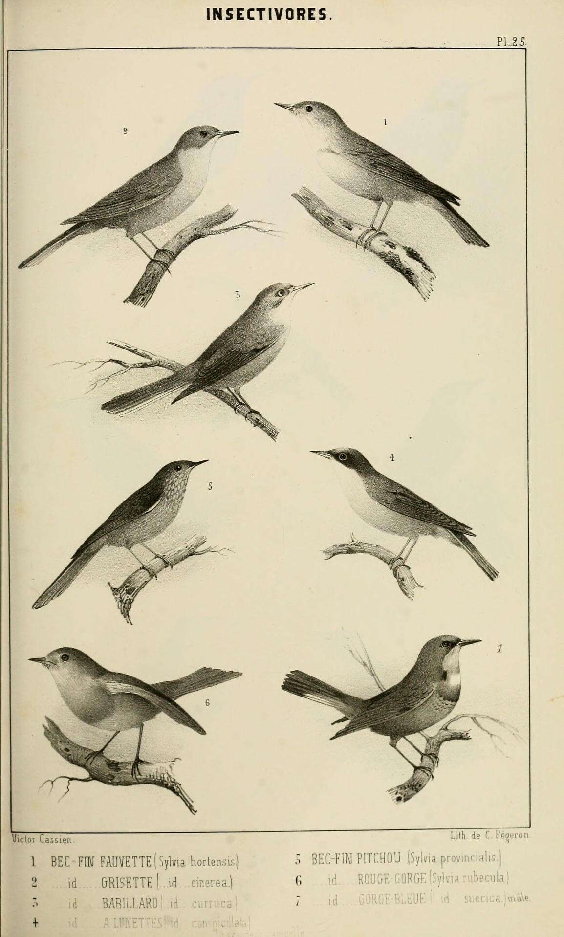 Image of Western Orphean Warbler