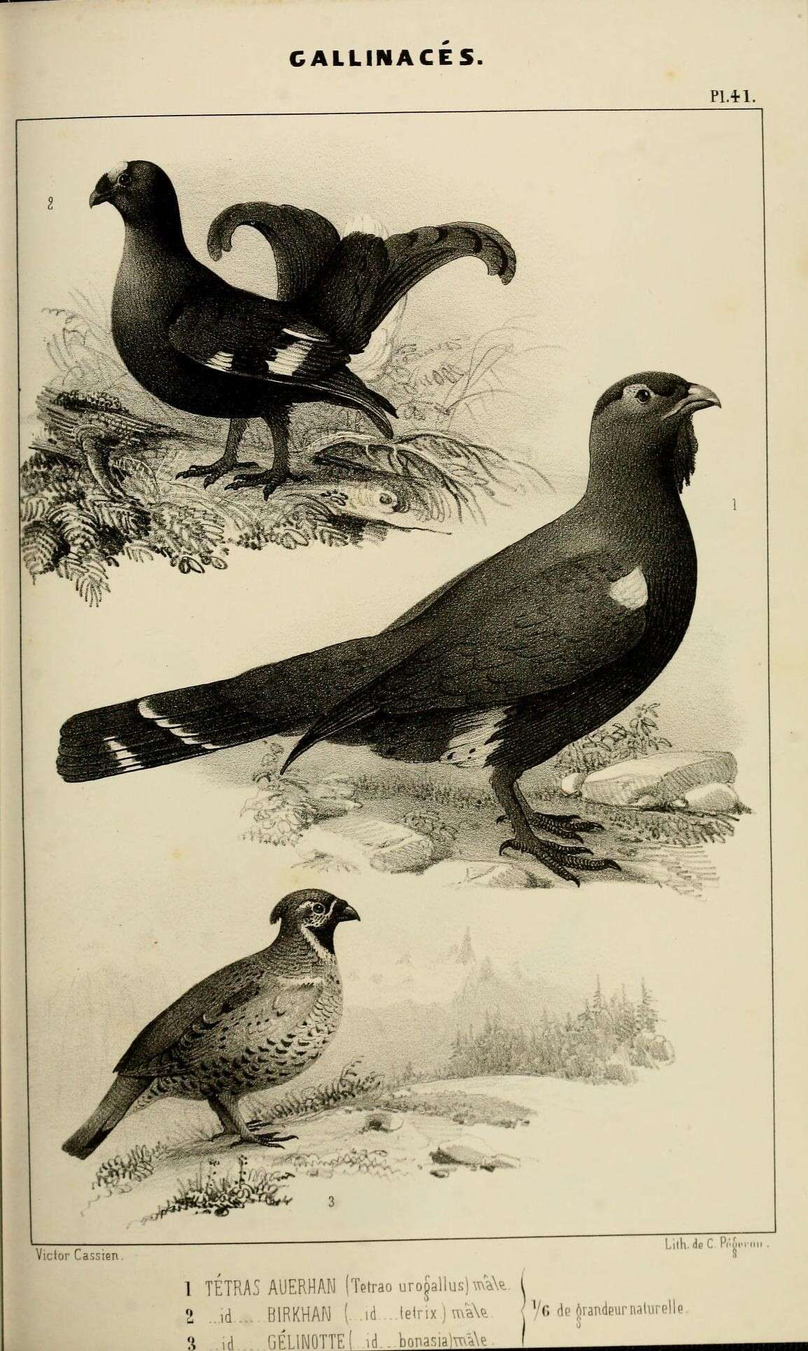 Image of Tetrao Linnaeus 1758