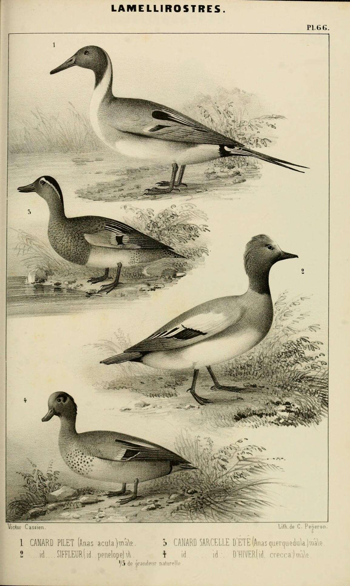 Image of pintail, northern pintail