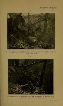 Image of Gallicolumba crinigera bartletti (Sclater & PL 1864)