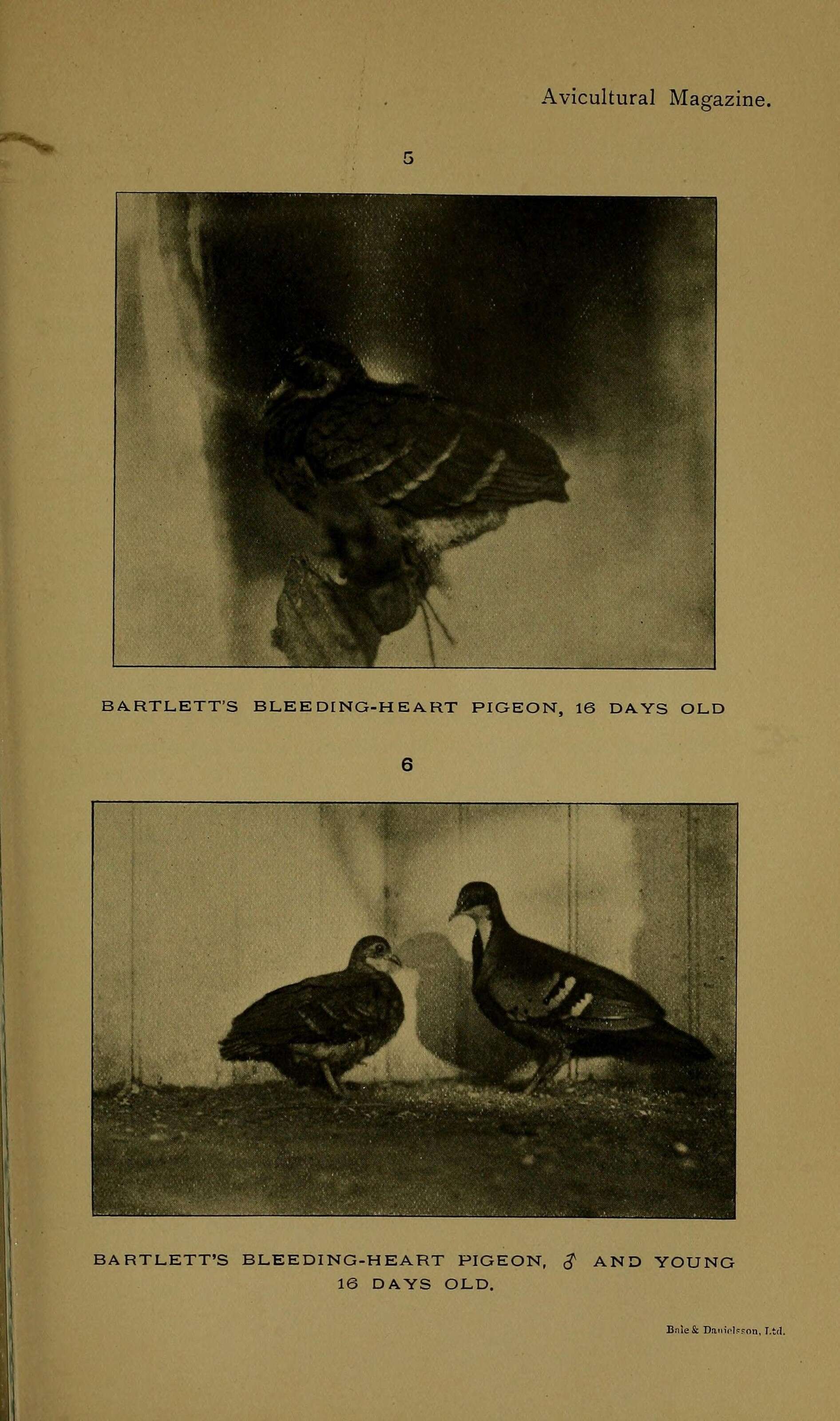 Image of Gallicolumba crinigera bartletti (Sclater & PL 1864)