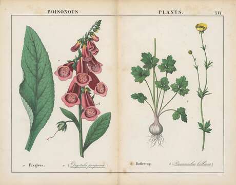 Image of Foxglove