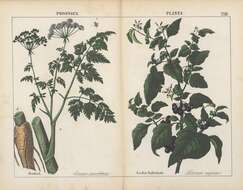 Image of poison hemlock