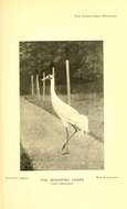 Image of Whooping Crane