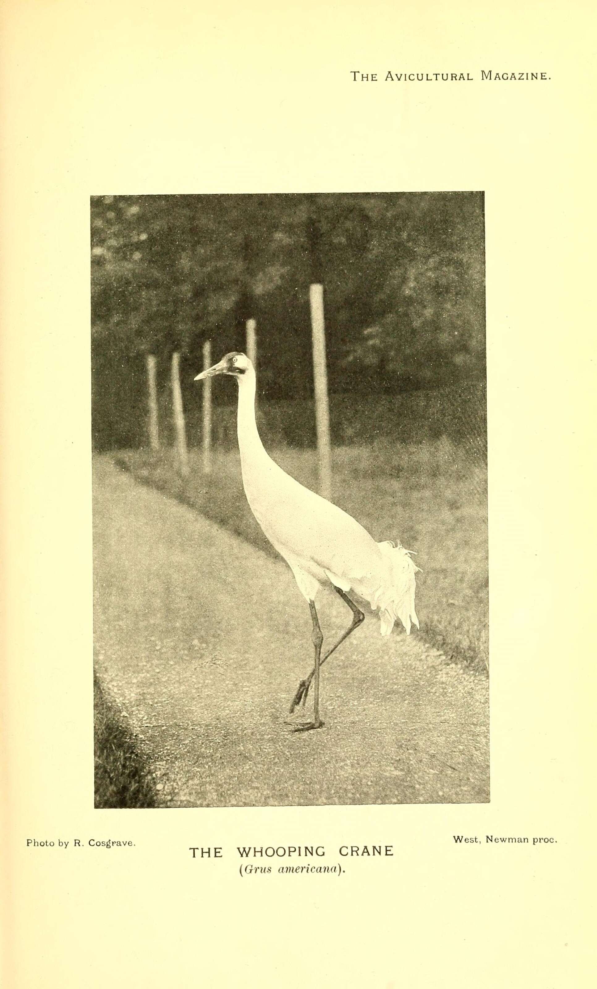 Image of Whooping Crane