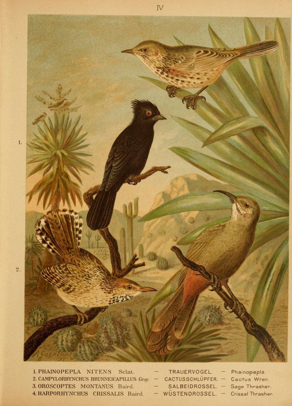 Image of Phainopepla Baird & SF 1858